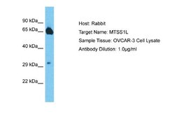 MTSS1L Rabbit anti-Human, Polyclonal, Novus Biologicals 0.1 mL | Buy Online | Novus Biologicals | Fisher Scientific
